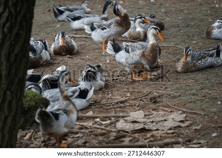 Flock of ducks in the backyard