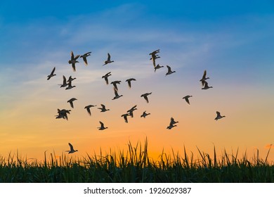 43,283 Duck flying Stock Photos, Images & Photography | Shutterstock