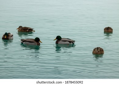 Flock Of Ducks In Lake Michigan Winter Time