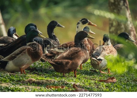 a flock of ducks at a livestock farm