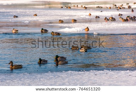 duck on ice… Winter Ice