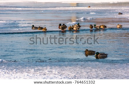 Similar – duck on ice… Winter Ice