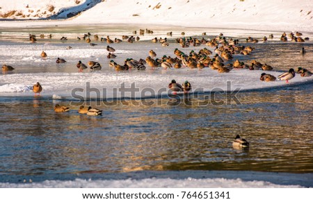 Similar – duck on ice… Winter Ice