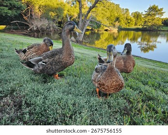 Flock of ducks at the park