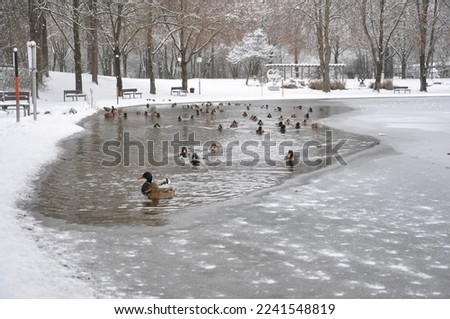 Flock of ducks playing and floating on winter ice frozen city park pond. Birds in winter gulls, ducks swim in a partly frozen lake