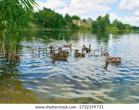 Flock of Ducks swim on the water