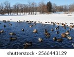 A flock of ducks swim in partially frozen pond surrounded by snow-covered trees. The ducks are huddled together for warmth. A group of ducks huddle for warmth on frozen river near winter trees.