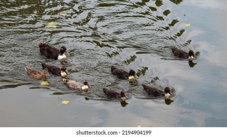 Flock Of Ducks Swimming In The Creek. Top View Of Eight Ducks Swimming. Wildlife Idea Concept. Waterfowl. Animals Living In Groups. No People, Nobody. 