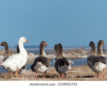 A flock of ducks walking along the edge of a lake, with the sparkling blue water stretching out behind them - Powered by Shutterstock