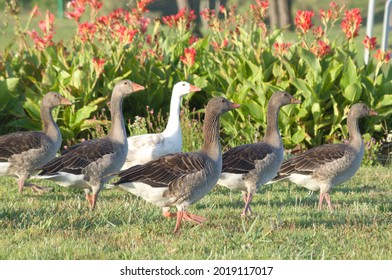 A Flock Of Ducks Walking In A Row In A Park Of Rota, Spain