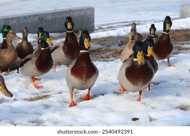 Flock of ducks walking in the snow - Powered by Shutterstock