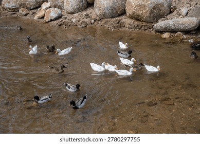 Flock of ducks while floating on shallow river. Ducks love rivers and water because it is their natural habitat, providing food, safety, and hygiene. 