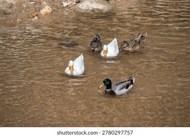 Flock of ducks while floating on shallow river. Ducks love rivers and water because it is their natural habitat, providing food, safety, and hygiene. 
