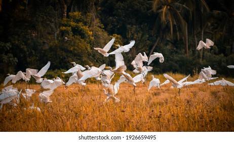 Flock Of Egret Birds Taking Off In Paddy Field Landscape Photograph. Beautiful Scenery In Tropical Island Of Sri Lanka.