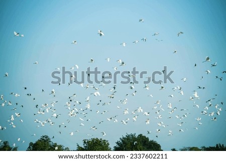 Flock of egrets with sky background at countryside thailand, Flock of egrets flying at rice farm in thailand