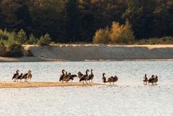 Flock Of Egyptian Geese Along A Former Sand Extraction Lake In A Dutch Forest - Gasselterveld, Drenthe, The Netherlands.