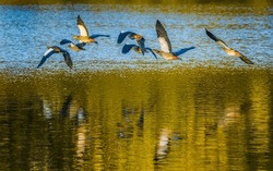 Flock Of Egyptian Geese Flying Over Green Blue Water Surface Of Lake