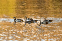 Flock Of Egyptian Geese Swimming In Pond During A Golden Hour Evening, Windhoek, Namibia
