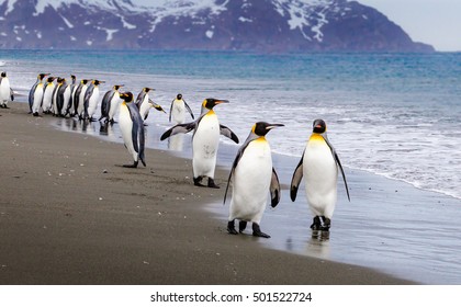 Flock of emperor penguins walk down beach to waters edge
