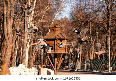 Flock of Eurasian Jays flying and feeding from the feeder in the fall park on a sunny day. colorful birds flying 