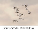 A flock of Eurasian Spoonbill or common spoonbill (Platalea leucorodia)  in flight. Gelderland in the Netherlands.                              