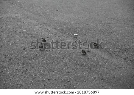 A flock of Eurasian Tree Sparrows (Passer montanus) searching for food on a road surface. Showcasing natural flocking and foraging behavior in an urban environment. Ideal for wildlife, birdwatching, ornithology, biodiversity, and urban nature concepts.
