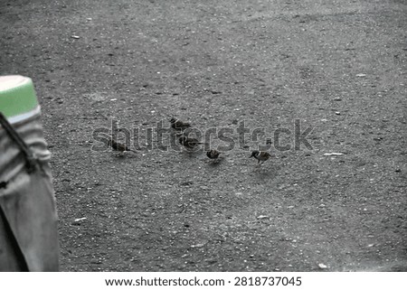 A flock of Eurasian Tree Sparrows (Passer montanus) searching for food on a road surface. Showcasing natural flocking and foraging behavior in an urban environment. Ideal for wildlife, birdwatching, ornithology, biodiversity, and urban nature concepts.