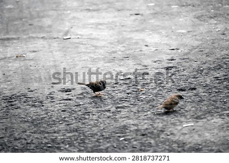 A flock of Eurasian Tree Sparrows (Passer montanus) searching for food on a road surface. Showcasing natural flocking and foraging behavior in an urban environment. Ideal for wildlife, birdwatching, ornithology, biodiversity, and urban nature concepts.