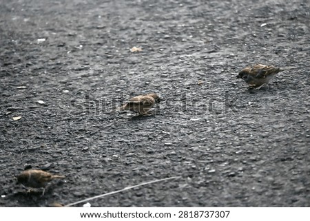 A flock of Eurasian Tree Sparrows (Passer montanus) searching for food on a road surface. Showcasing natural flocking and foraging behavior in an urban environment. Ideal for wildlife, birdwatching, ornithology, biodiversity, and urban nature concepts.