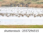 A Flock of Eurasian Whimbrels Foraging in a Wetland