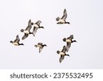 Flock of Eurasian wigeon or European wigeon (Mareca penelope or Anas penelope).  Dabbling duck genus Mareca. Nature reserve of the Isonzo river mouth, Isola della Cona, Friuli Venezia Giulia, Italy.