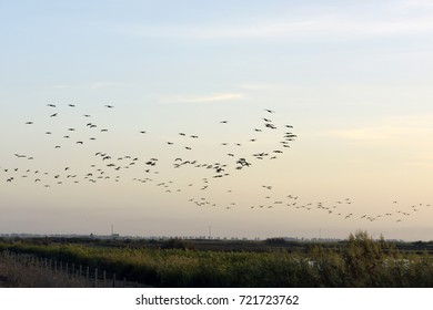 Flock in field