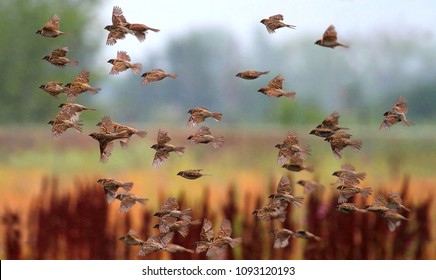 A Flock Of Field Sparrows Are Flying Over The Field