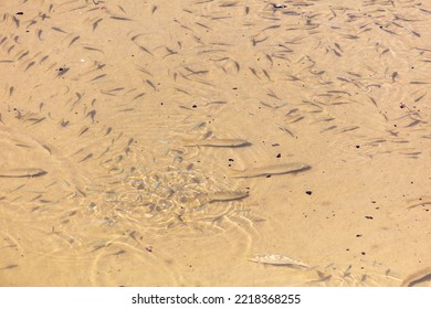 A flock of fish float on the surface of the water in the river.