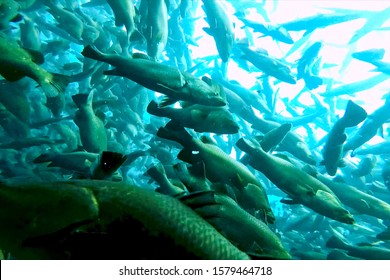 A Flock Of Fish Inside The Fish Farm, Breeding Commercial Fish In The Fish Farm