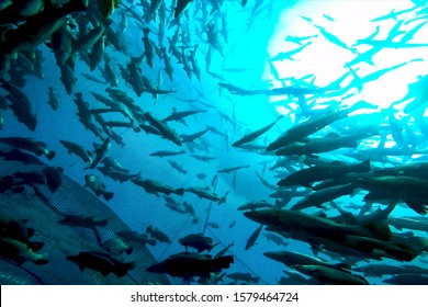 A Flock Of Fish Inside The Fish Farm, Breeding Commercial Fish In The Fish Farm