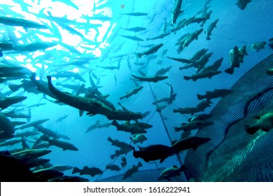 A Flock Of Fish Inside The Fish Farm, Breeding Commercial Fish In The Fish Farm