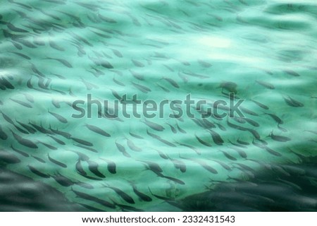 A flock of fish (fish school) under the rippling surface of the sea
