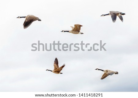 Flock of five large Canadian geese ducks flying against light blue sky with clouds. Canadian nature beauty. Birds flying in sky. Fauna in North America. 