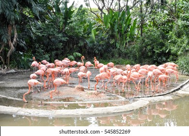 Flock Of Flamingo Birds From Singapore Zoo Night Safari And River Safari Tour