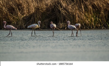 Flock Of Flamingo In Marievale Bird Sanctuary Gauteng