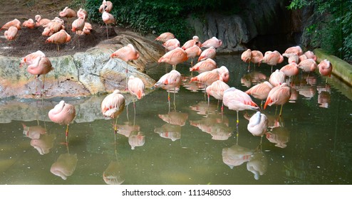 Flock Of Flamingos At The Atlanta Zoo