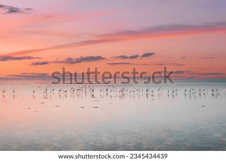 A flock of flamingos by the seashore during sunset in Saudia Arabia.