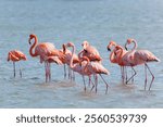 Flock of flamingos in Jan Kok Baai, Curacao