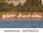Flock of Flamingos in Larnaca salt lake-Cyprus