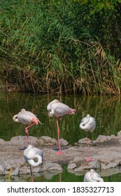 A Flock Of Flamingos On The Lake In The North Of Serbia  - Image