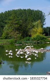 A Flock Of Flamingos On The Lake In The North Of Serbia  - Image