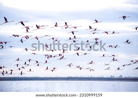 Flock of flamingos over Eber lake, flamingos flying in the sky among blue clouds, Afyon, Turkey
