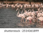 A flock of Flamingos in Qudra Lakes in the desert of Dubai UAE