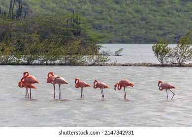 Flock Of Flamingos At The Saline Of Jan Kok Bay, Curaçao